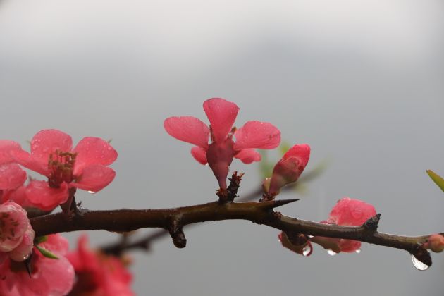 猴桥：木瓜花开红艳艳