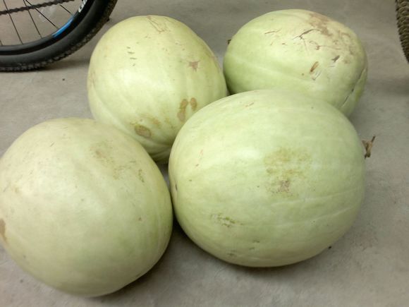 王母娘娘亲授,白皮白瓤白字的三白西瓜,大声告诉我你没吃过!