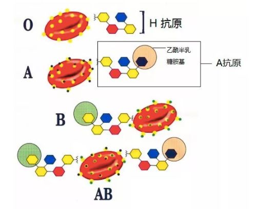爸爸 B 型血妈妈 O 型血,孩子却是 A 型血,真相竟然是……
