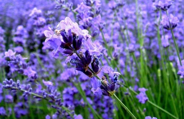 11种友谊之花花语最能代表友情的花