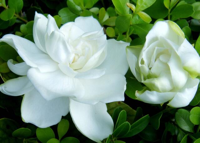 11种友谊之花花语最能代表友情的花