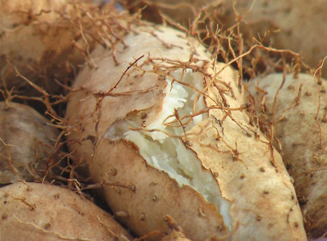 薯子功效与作用-我的快乐小窝