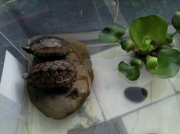 王八吃什么食物 养乌龟是聚财还是破财 - 汽车时代网