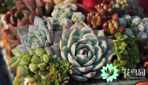 毒多肉内含毒品可致幻 只要不盲目食用 不必过于恐慌 佳辰