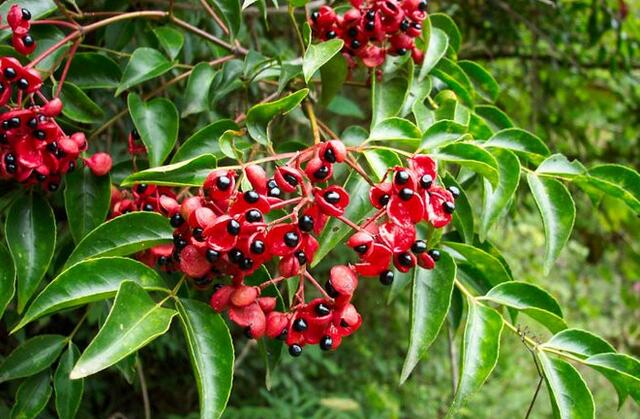 是由十一种源于自然界的动物即鼠,牛,虎,兔,蛇,马,羊,猴,鸡,狗,猪以及