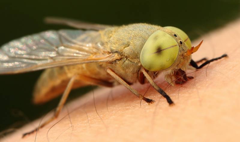 人畜皆害的吸血虫--牛虻(méng)