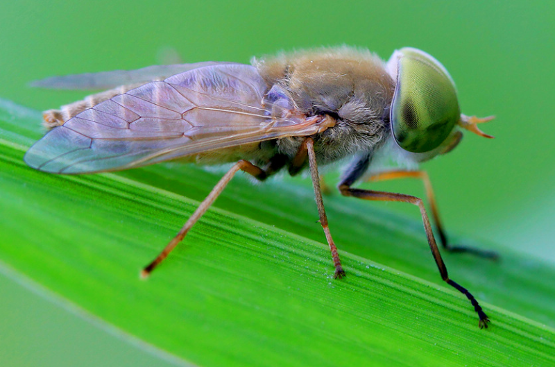 人畜皆害的吸血虫--牛虻(méng)