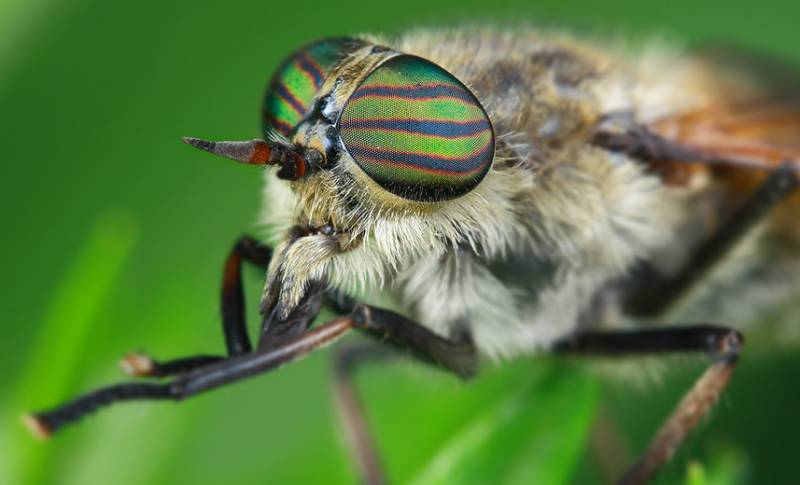 人畜皆害的吸血虫--牛虻(méng)