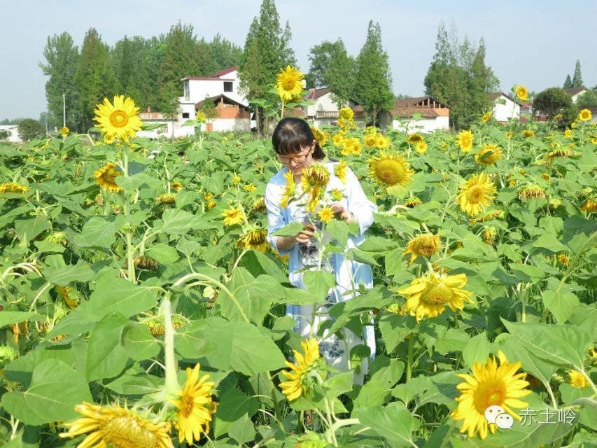 刘芳汉上泛舟飞天仙境在橘乡