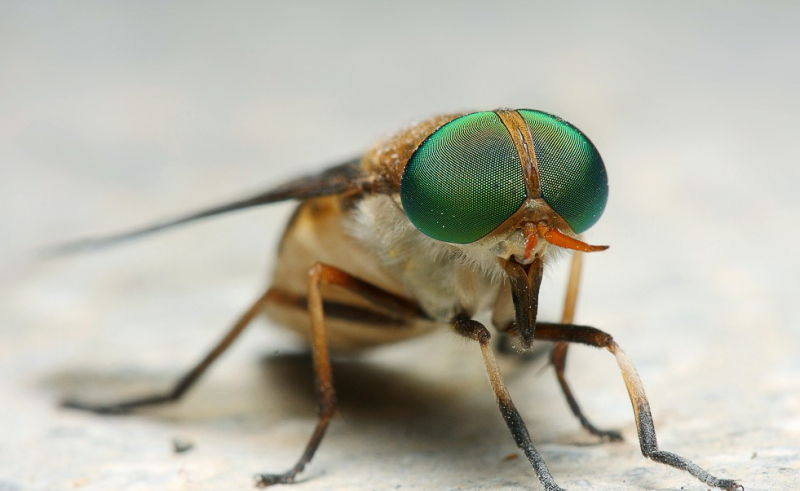 人畜皆害的吸血虫--牛虻(méng)