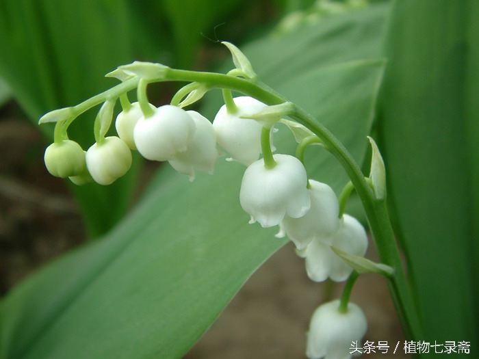 龙舌兰花语是什么（25种常见植物的花语）