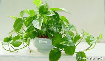 蒲公英的花语与寓意（25种常见植物的花语）
