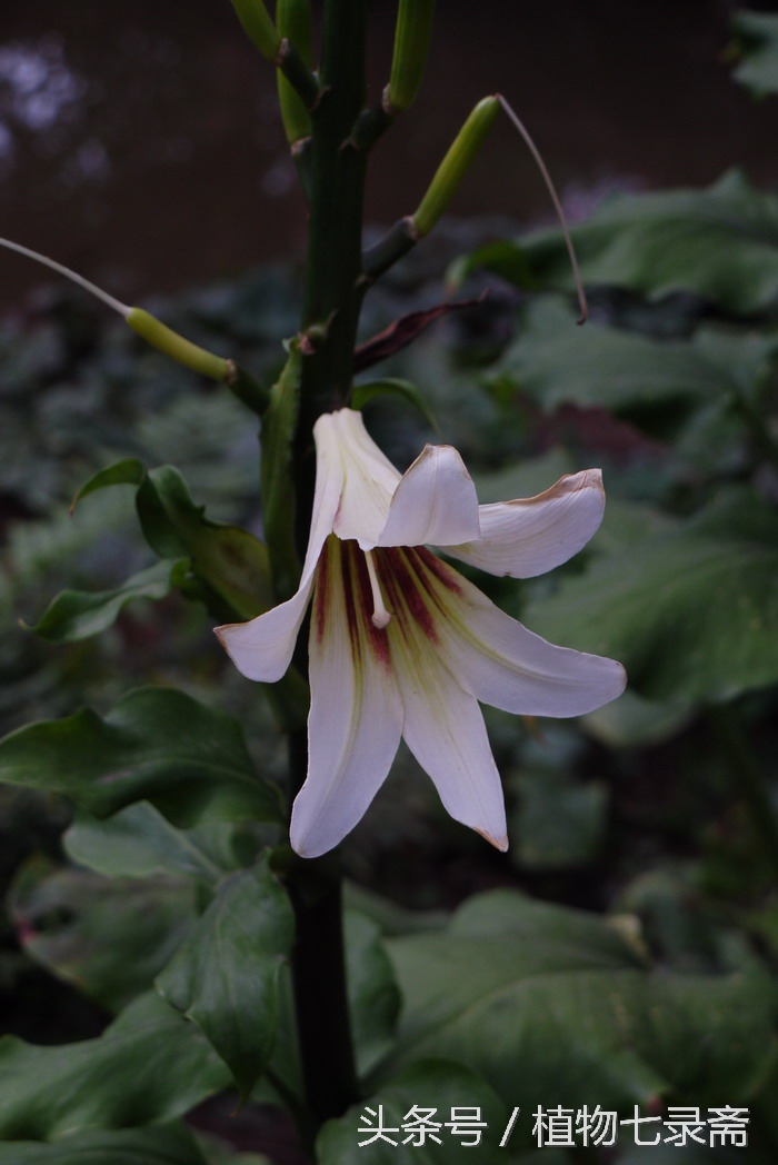 龙舌兰花语是什么（25种常见植物的花语）