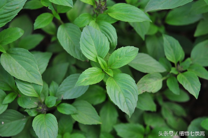 蒲公英的花语与寓意（25种常见植物的花语）