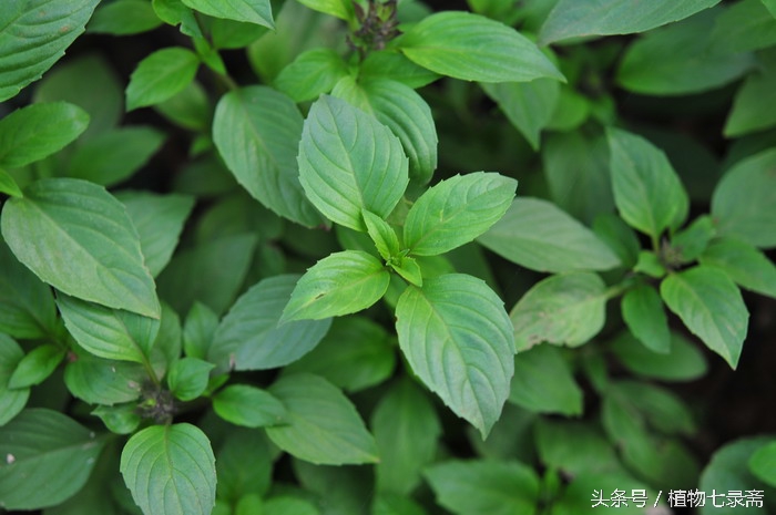 龙舌兰花语是什么（25种常见植物的花语）