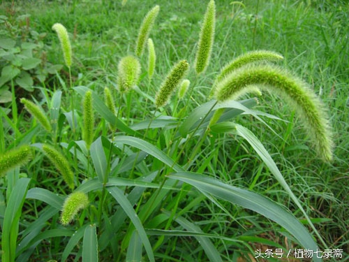 龙舌兰花语是什么（25种常见植物的花语）