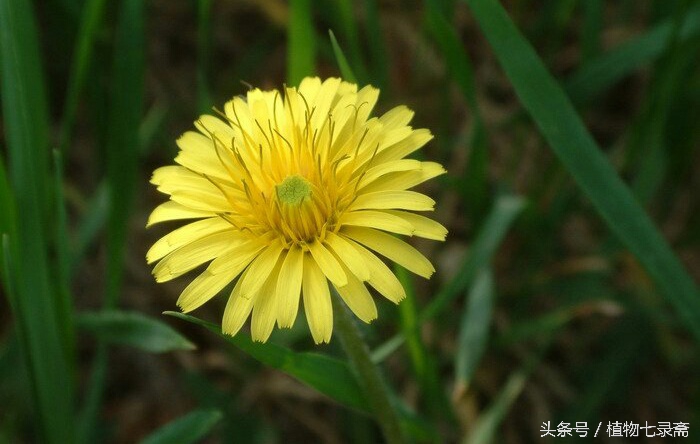 蒲公英的花语与寓意（25种常见植物的花语）