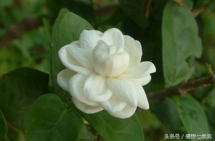 蒲公英的花语与寓意（25种常见植物的花语）
