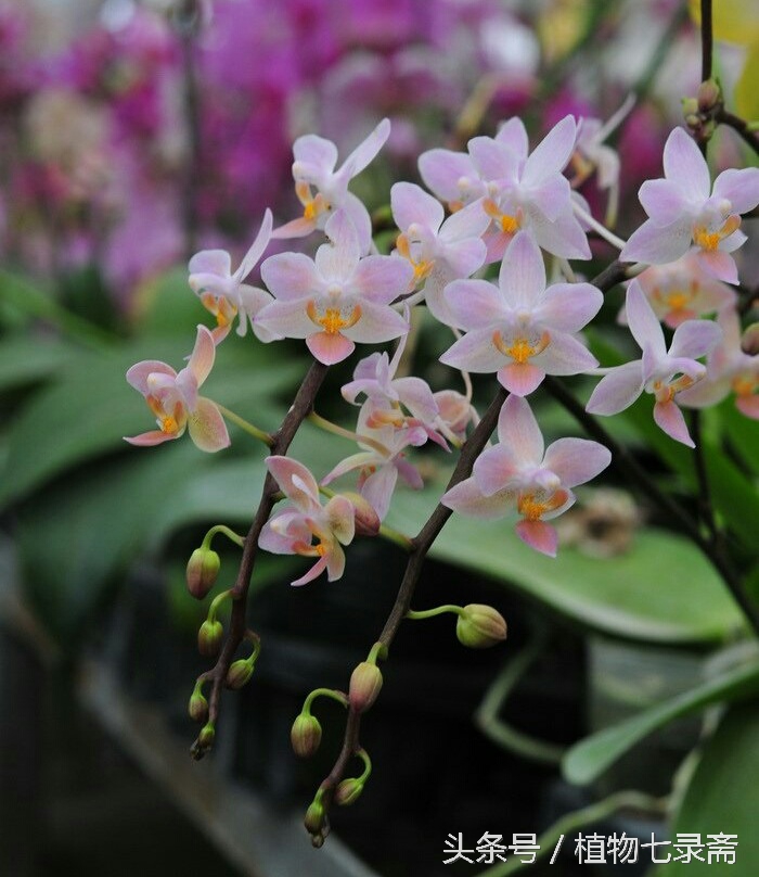 龙舌兰花语是什么（25种常见植物的花语）