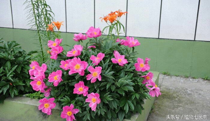 蒲公英的花语与寓意（25种常见植物的花语）