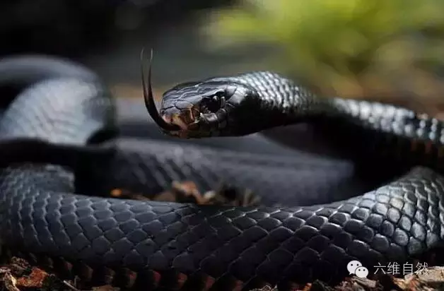 非洲死神——黑曼巴蛇