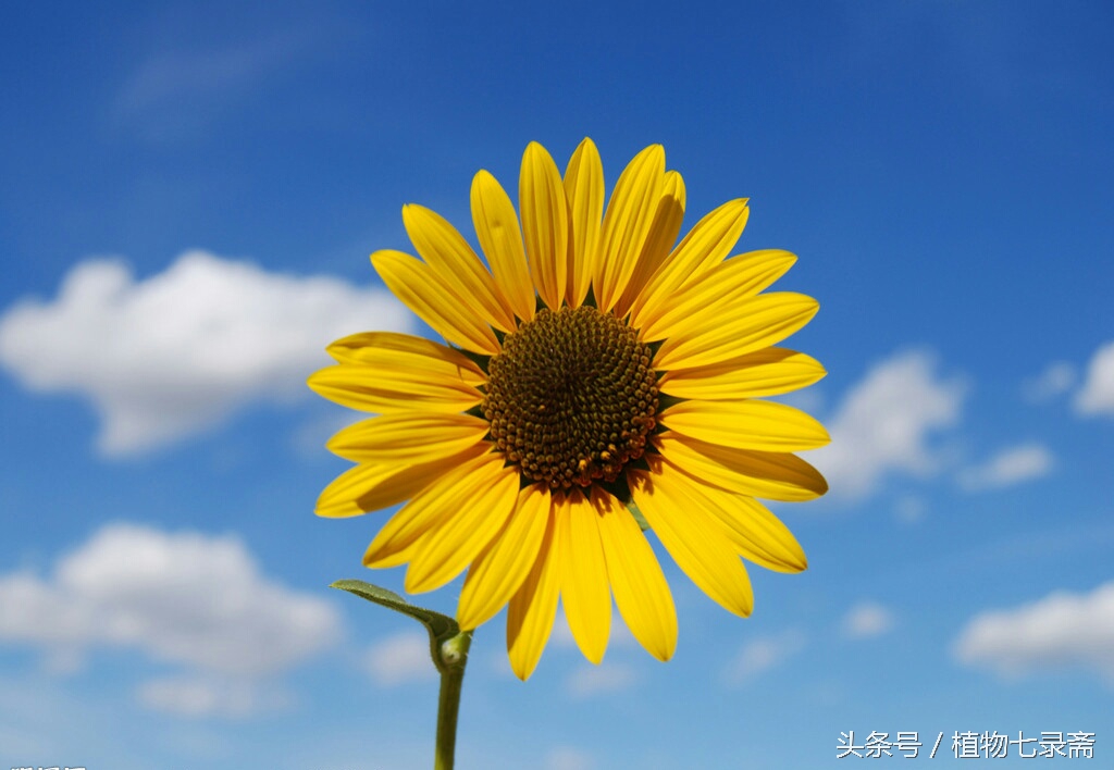 蒲公英的花语与寓意（25种常见植物的花语）