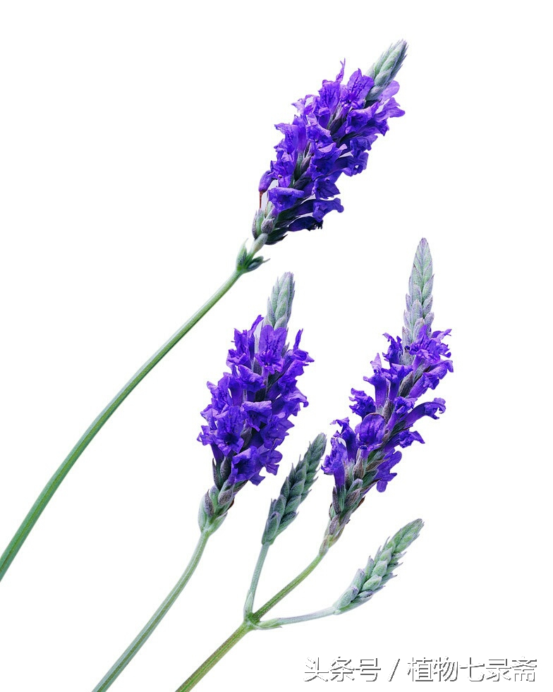蒲公英的花语与寓意（25种常见植物的花语）