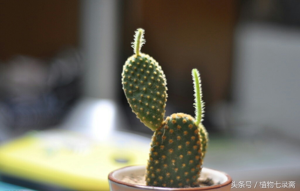 龙舌兰花语是什么（25种常见植物的花语）