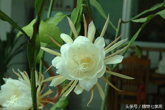 蒲公英的花语与寓意（25种常见植物的花语）