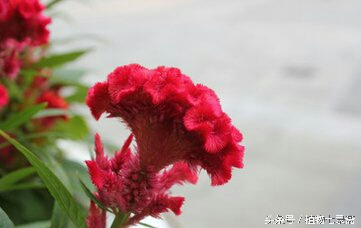 龙舌兰花语是什么（25种常见植物的花语）