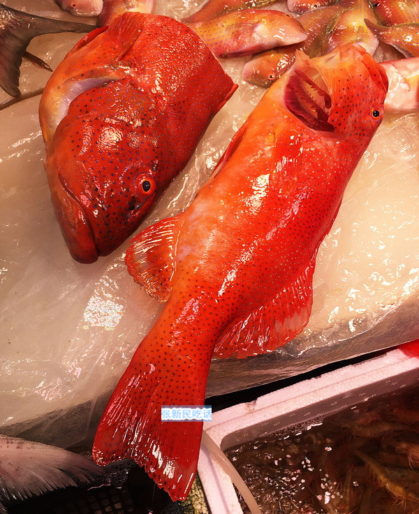 13淡水条纹石斑鱼怎么养新手必看「图文」 -骁龙网