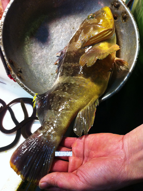 黄丁为常见石斑,价格适中.黄丁背鳍和臀鳍边缘及尾鳍后缘有明显黄边.