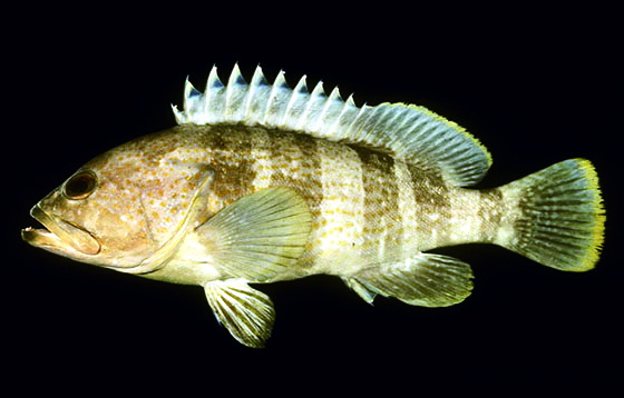 13淡水条纹石斑鱼怎么养新手必看「图文」 -骁龙网