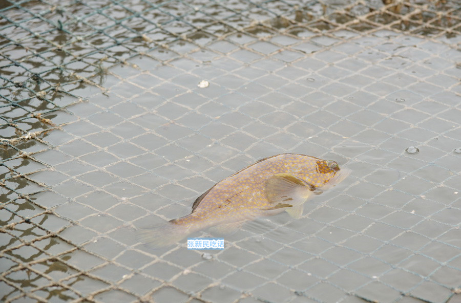 橙點石斑魚是我國東南沿海近年來新興發展的重要的海水養殖對象.