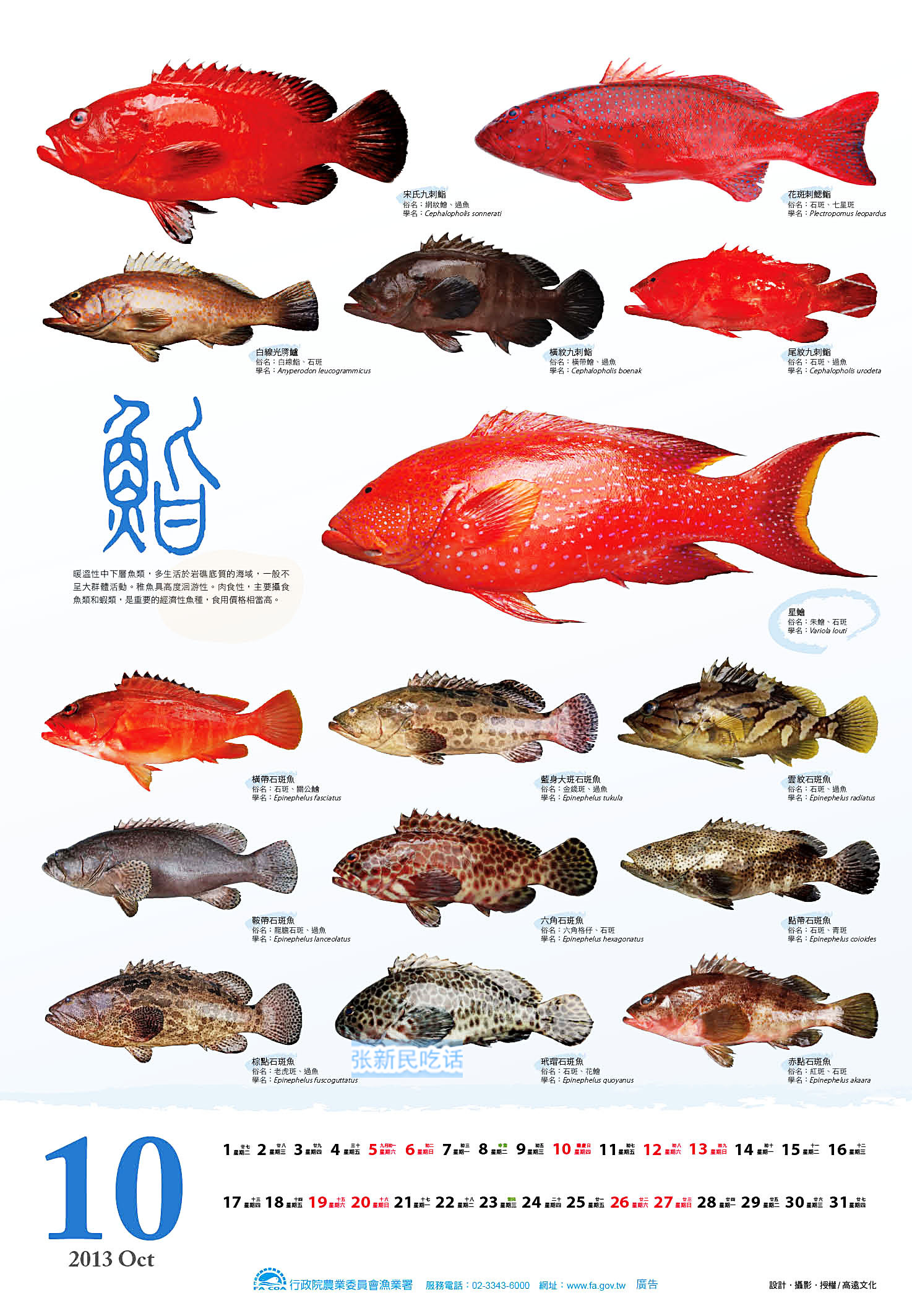 石斑鱼的种类较多,全世界已记录的有100多种,我国已