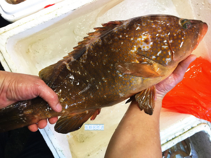 13淡水条纹石斑鱼怎么养新手必看「图文」 -骁龙网