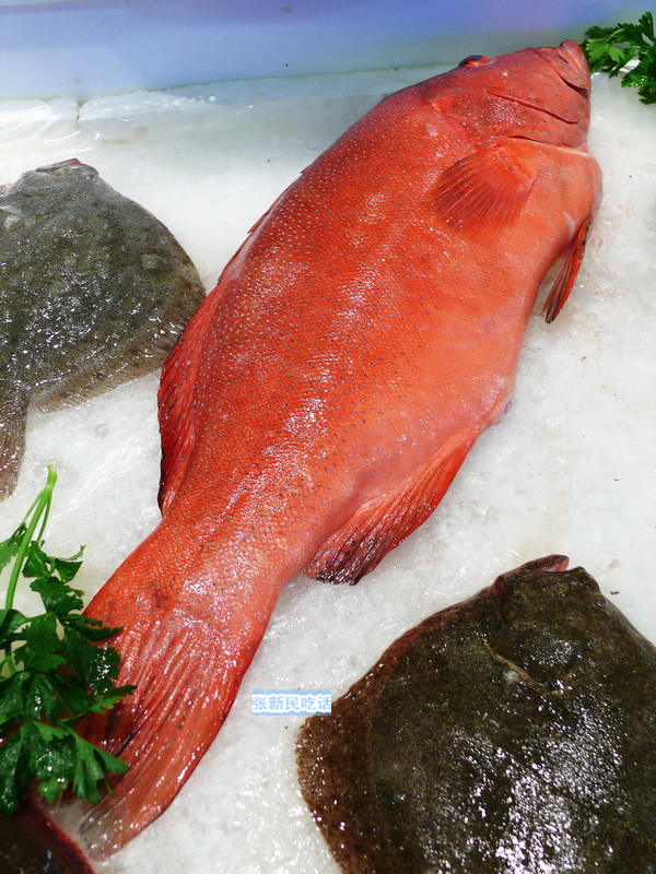 13淡水条纹石斑鱼怎么养新手必看「图文」 -骁龙网