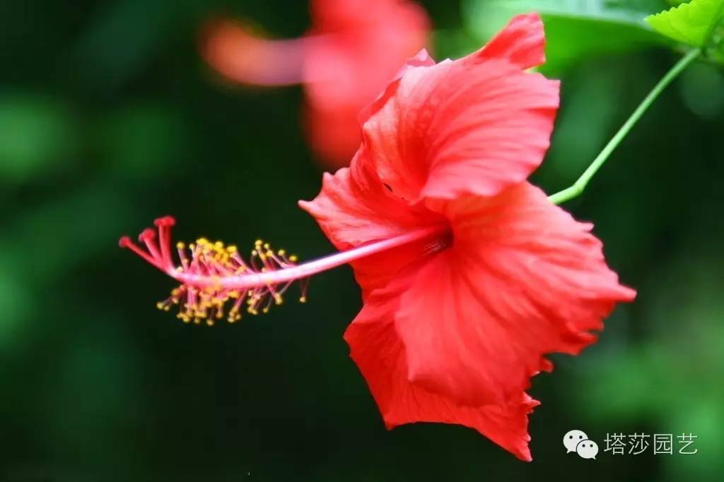 扶桑花的寓意 花语比较虐心的花-诚智百科网