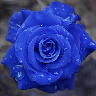 蓝色妖姬的花语是什么意思？花语代表清纯的爱 4
