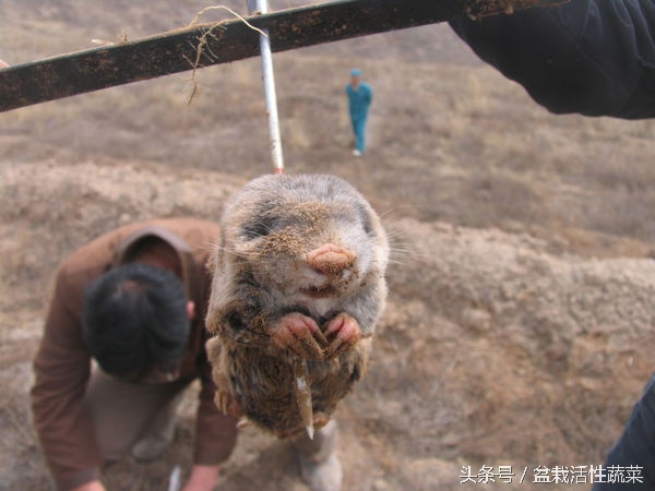 农村有种很小的动物，居然能替代虎骨，为捉它三五个老爷们出动