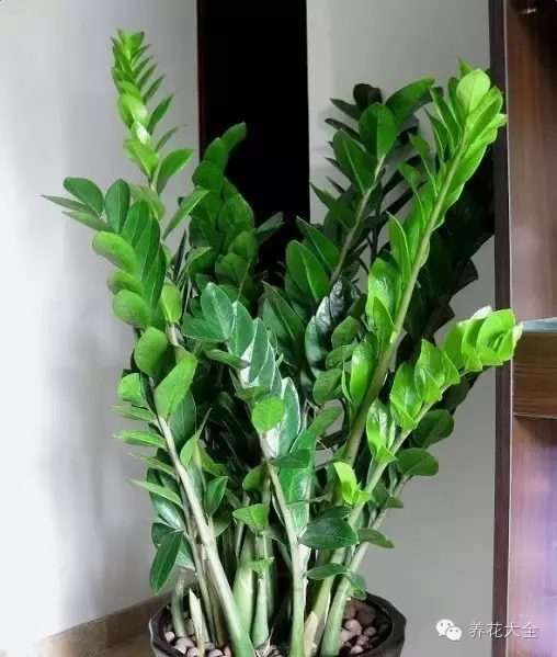 摇钱树养好了,财运挡都挡不住