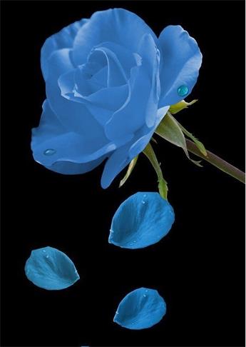蓝色妖姬的花语是什么意思？花语代表清纯的爱 3