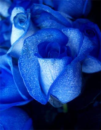 蓝色妖姬的花语是什么意思？花语代表清纯的爱-第1张图片