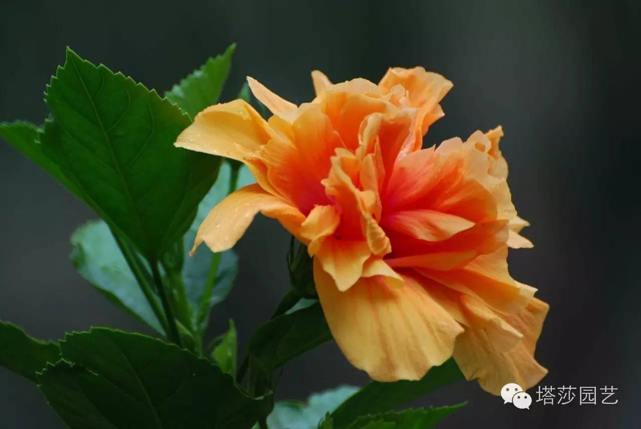 扶桑:热情的一团火 | 带你识花