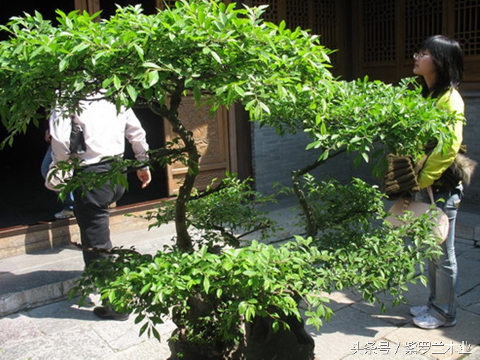 放置幾盆榆錢樹盆景,現代家居放置催財類植物,一般不把盆栽放在窗口