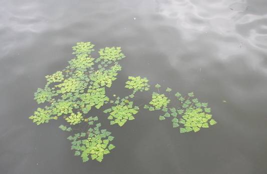 水里的植物有哪些（24种常见的水生植物介绍）