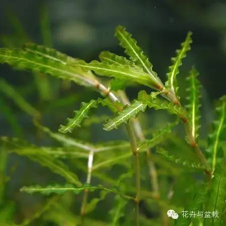 水生植物
