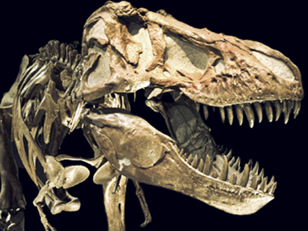 肉食性恐龙有一整排的尖牙利齿,但是要注意,它们是没有犬齿的.