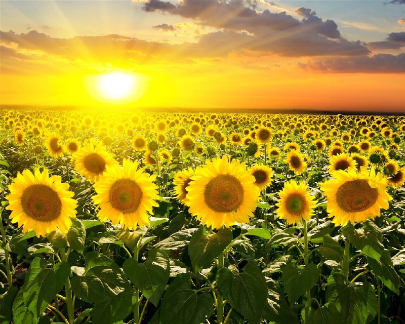 太阳与向日葵图片最美图片