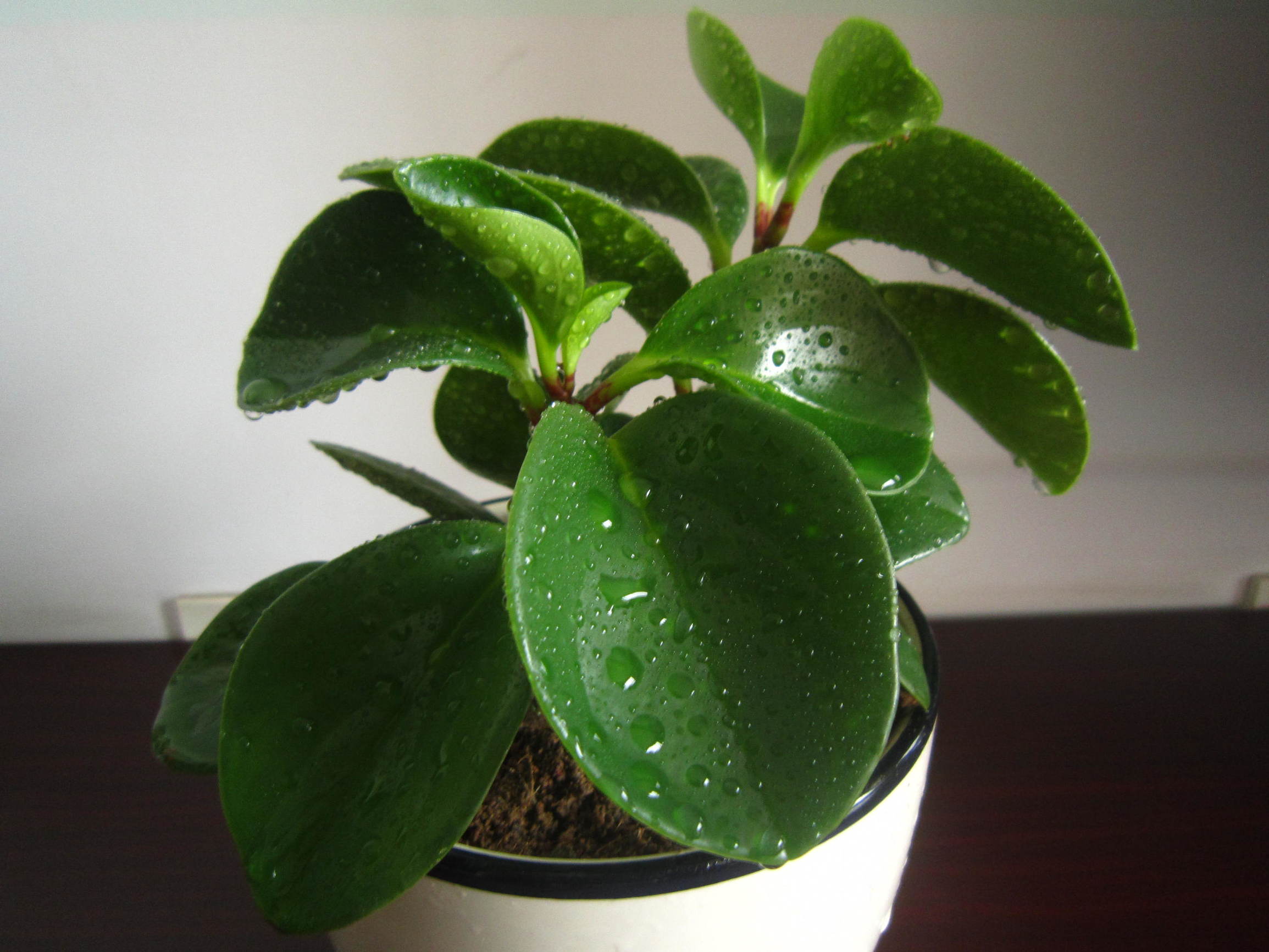 豆瓣绿的功效与作用（豆瓣绿植物学特征和栽培管理技术）